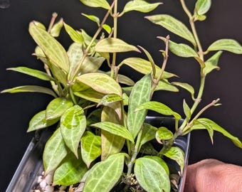 Hoya Microdwarf NS 12-323 | Rare Mini Collector Houseplant (2 inch pot)