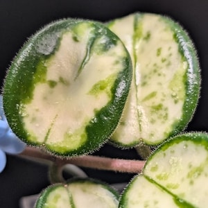 May include: A Hoya plant with variegated, succulent-like leaves featuring a dark green border and a creamy white center. The round, thick leaves have a fuzzy, pubescent texture along the edges and are attached to a thin, light brown stem.