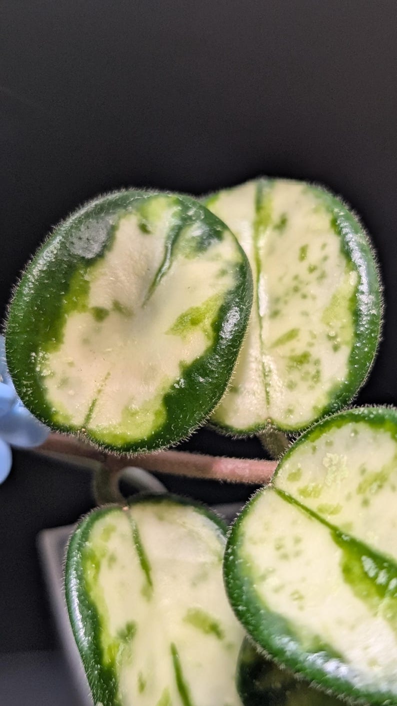 May include: A Hoya plant with variegated, succulent-like leaves featuring a dark green border and a creamy white center. The round, thick leaves have a fuzzy, pubescent texture along the edges and are attached to a thin, light brown stem.