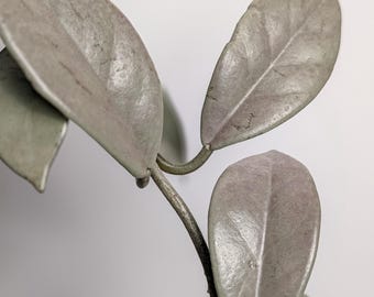 Hoya Wilbur Graves Silver Plant | Rare Waxy Leaves, Sun-Stressed Pink Hue