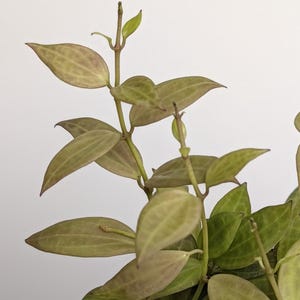 May include: A Hoya plant with slender, vining stems and pointed, ovate leaves. The foliage displays a muted olive-green color with subtle, darker green veining and hints of bronze or purple tones along the edges of the leaves and the stems.