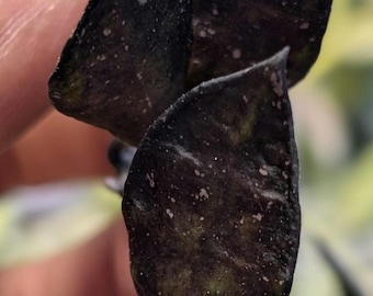 Hoya krohniana Black - the blackest leaved hoya