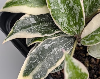 Hoya Polyneura Silver Broget Rooted Trailing Very Rare Fishtail