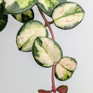 May include: A trailing plant stem with variegated leaves featuring dark green centers and creamy white margins. The leaves are oval-shaped and succulent-like, attached to a thin, reddish-brown vine. Some smaller, pinkish-red leaves are visible at the tip.