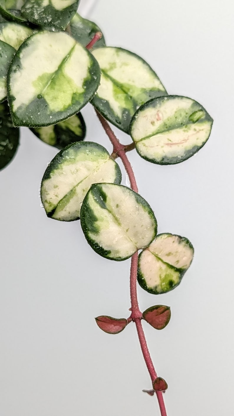 May include: A trailing plant stem with variegated leaves featuring dark green centers and creamy white margins. The leaves are oval-shaped and succulent-like, attached to a thin, reddish-brown vine. Some smaller, pinkish-red leaves are visible at the tip.