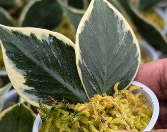 Hoya Polyneura Albomarginata - Etsy