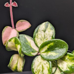 May include: A trailing Hoya plant featuring variegated leaves with a mix of deep green, creamy white, and soft pink hues. The stems are slender and pinkish, and the oval-shaped leaves have a fuzzy texture along the edges, creating a vibrant display.