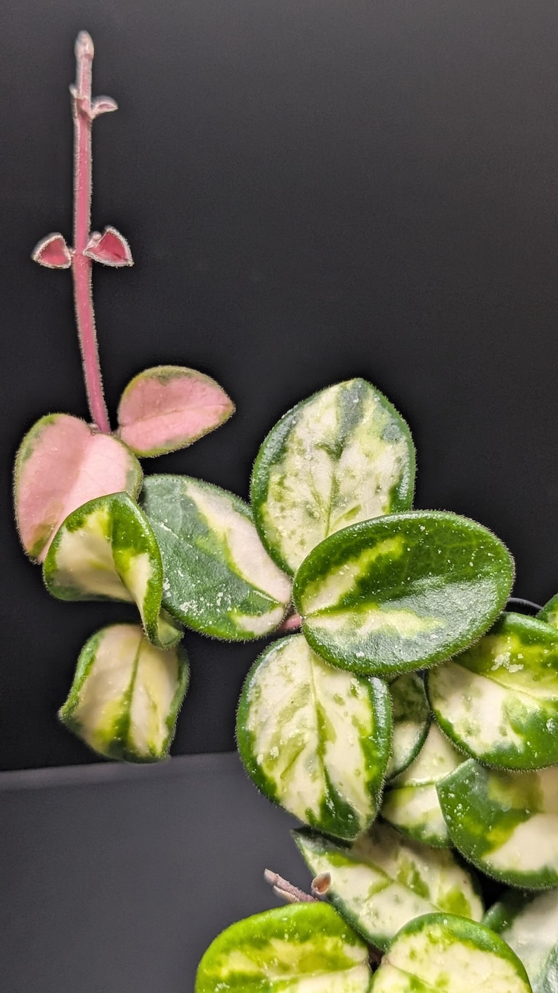 May include: A trailing Hoya plant featuring variegated leaves with a mix of deep green, creamy white, and soft pink hues. The stems are slender and pinkish, and the oval-shaped leaves have a fuzzy texture along the edges, creating a vibrant display.