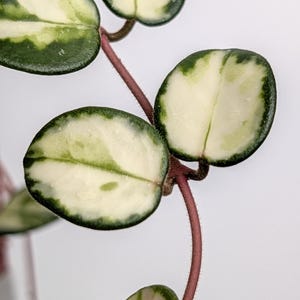 May include: A trailing plant with variegated heart-shaped leaves featuring creamy white centers and dark green margins. The stems are a reddish-brown hue and have a fine, fuzzy texture. The leaves are arranged in opposite pairs along the thin stems.