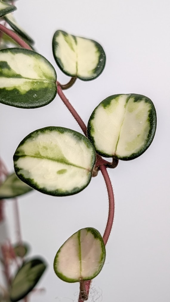 Hoya Mathilde Inner Variegated - Rare Collector Hoya - Established Rooted Plant