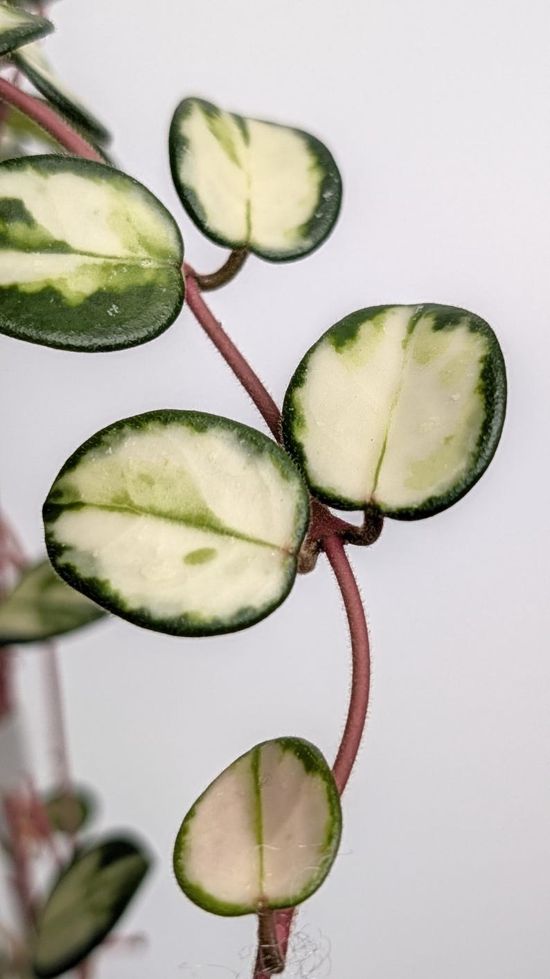 May include: A trailing plant with variegated heart-shaped leaves featuring creamy white centers and dark green margins. The stems are a reddish-brown hue and have a fine, fuzzy texture. The leaves are arranged in opposite pairs along the thin stems.