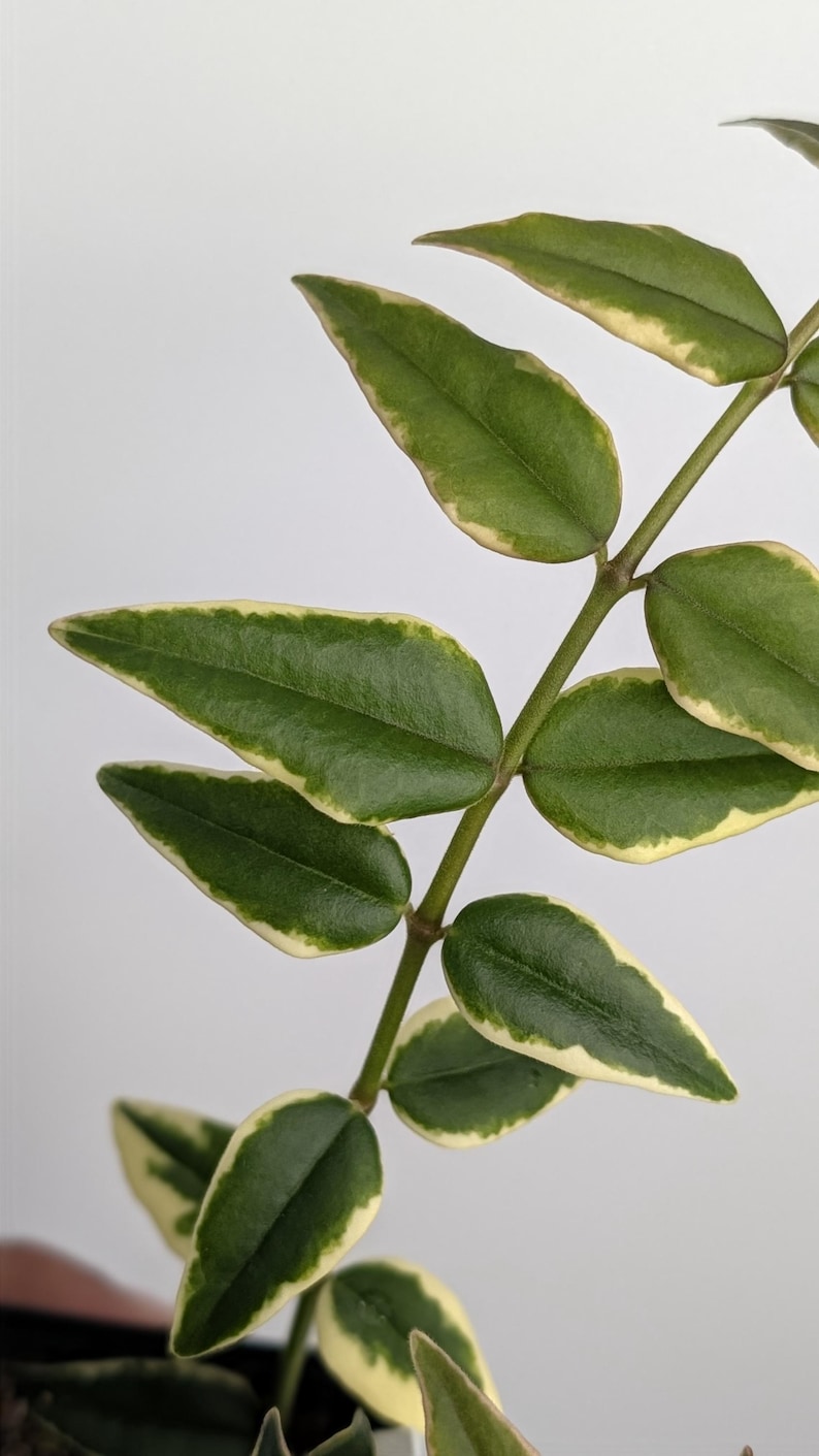Hoya Bella Albomarginata | White Edged Variegated Miniature Wax Plant ...