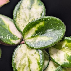 May include: A variegated plant with small, oval-shaped leaves featuring a mix of deep green and creamy white patterns. The foliage has a slightly fuzzy texture along the edges, with some leaves showing subtle hints of pink at the margins.