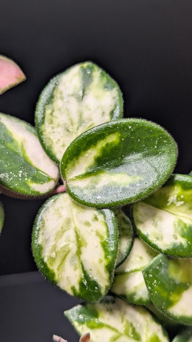 May include: A variegated plant with small, oval-shaped leaves featuring a mix of deep green and creamy white patterns. The foliage has a slightly fuzzy texture along the edges, with some leaves showing subtle hints of pink at the margins.
