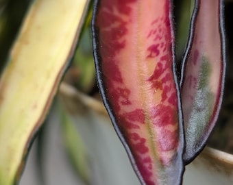 Hoya Wayetii Variegata | Established Starter Plant | Pink Sun-Stressed Variegation