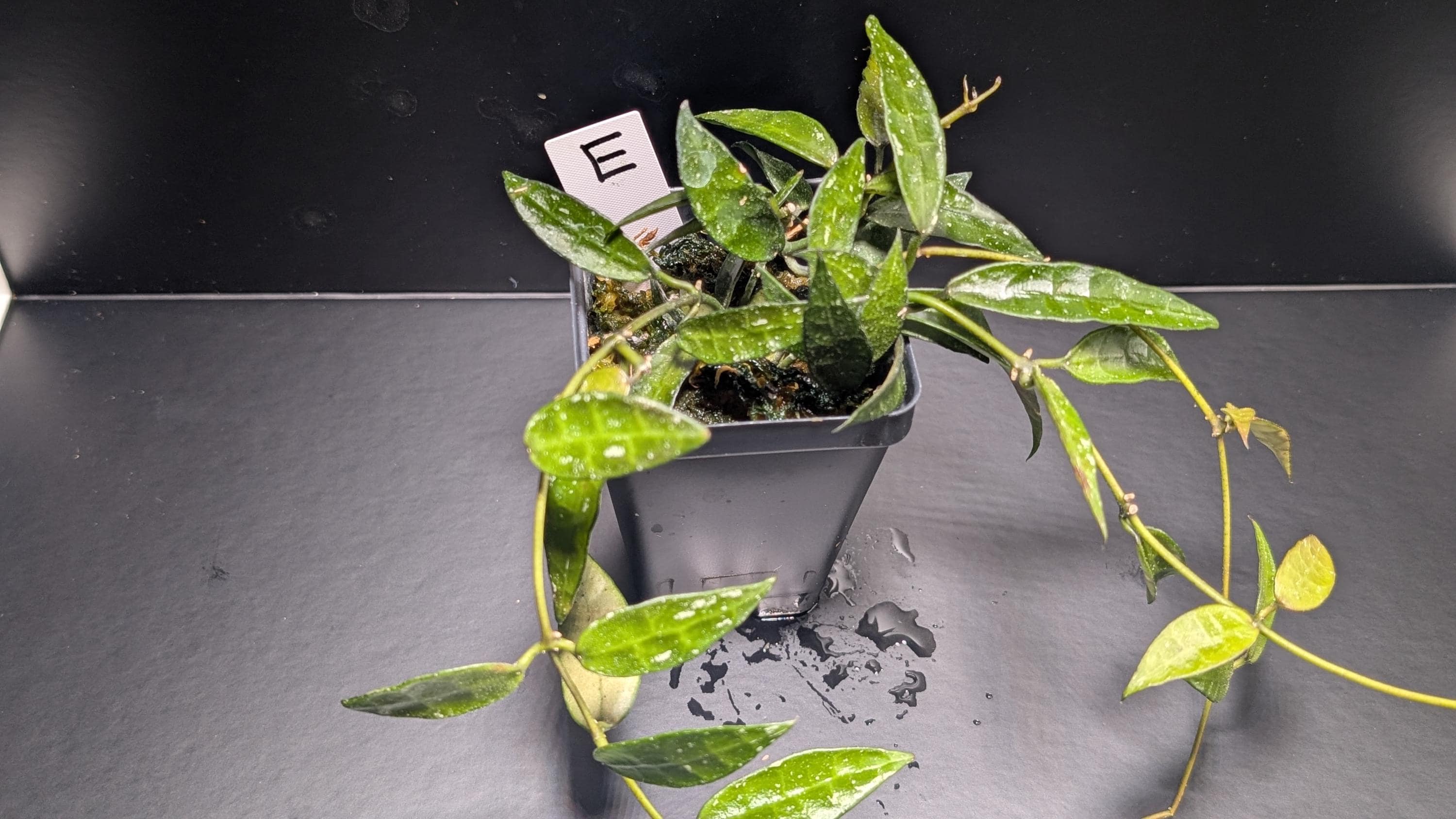 Hoya Lacunosa Mr. Tent | Rare Textured Leaf Hoya | Established