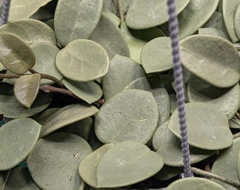 Hoya Mathilde Grey Fairy Plant | Rare Full Silver Wax Leaf (2.5 inch pot)