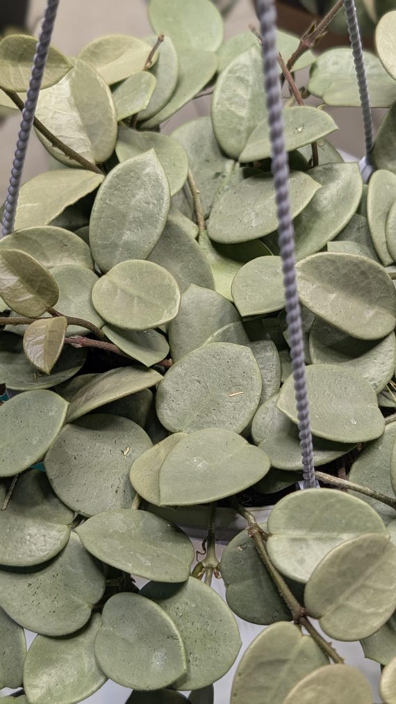 Hoya Mathilde Grey Fairy Plant | Rare Full Silver Wax Leaf (2.5