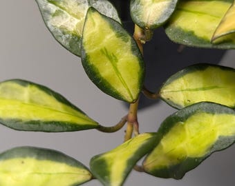 Hoya Lacunosa Queen Midori | Variegated | Rare Collector Hoya Plant