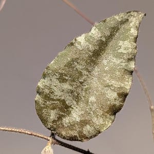 May include: A single ovate leaf with a textured, dark green surface featuring irregular light green and silver-toned variegation. The leaf edges are slightly wavy and covered in fine, short hairs, attached to a thin, fuzzy brown stem.