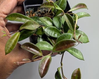 Hoya sp Zambales | Rare Wax Plant | Fully Rooted Starter Plant | Live Indoor Houseplant | Unique Gift for Plant Collectors | Trailing Vine