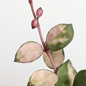 May include: A Hoya plant stem featuring variegated leaves with shades of dark green, light green, and creamy pink. The stem is a reddish-pink hue and extends upward, displaying two small, unopened pink buds at the very top of the plant structure.