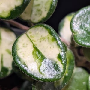 May include: A variegated Hoya plant featuring thick, succulent-like leaves with a glossy texture. The foliage displays a distinct pattern of deep green margins surrounding creamy white centers, with fine, short hairs along the leaf edges.
