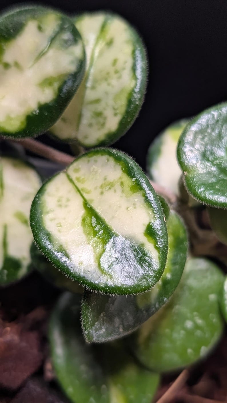 May include: A variegated Hoya plant featuring thick, succulent-like leaves with a glossy texture. The foliage displays a distinct pattern of deep green margins surrounding creamy white centers, with fine, short hairs along the leaf edges.