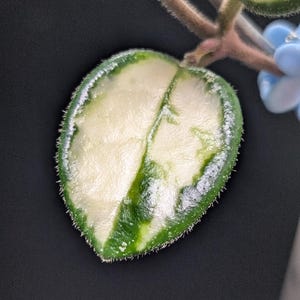 May include: A variegated Hoya leaf with a heart-shaped silhouette, featuring a creamy white center and a deep green border. The leaf surface is covered in fine, short white hairs along the edges, attached to a thin, fuzzy, light brown stem.