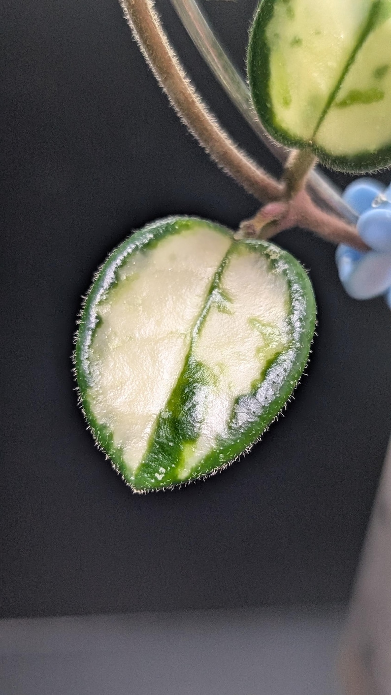 May include: A variegated Hoya leaf with a heart-shaped silhouette, featuring a creamy white center and a deep green border. The leaf surface is covered in fine, short white hairs along the edges, attached to a thin, fuzzy, light brown stem.