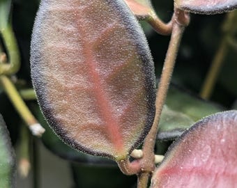 Hoya Rosita / Planta iniciadora establecida / Híbrido Wayetii x Tsangii / Red Sunstress