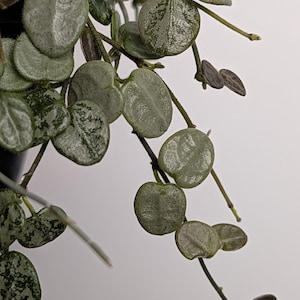 May include: A trailing houseplant with small, round, succulent-like leaves. The foliage features a variegated pattern of silvery-green and dark green hues with a textured, slightly glossy surface. The stems are thin, dark, and flexible.