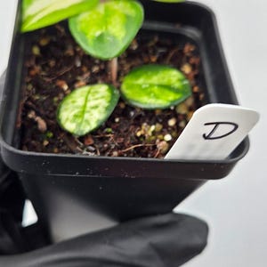 Plant D