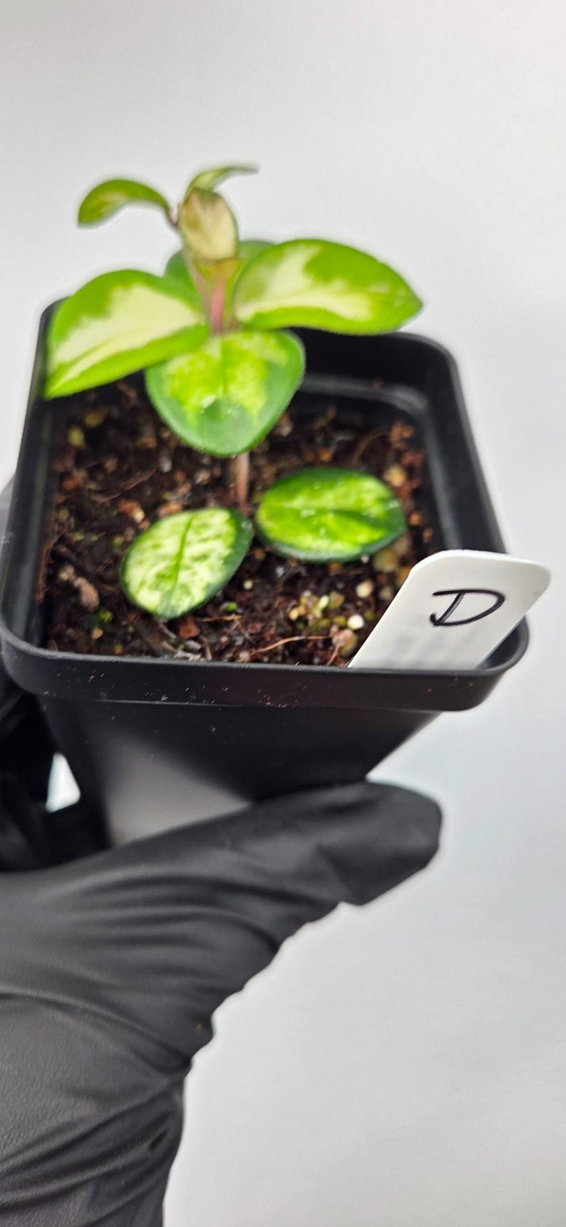 Plant D