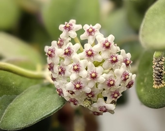 May include: A cluster of small, star-shaped Hoya flowers with white petals and deep maroon centers. The blooms are surrounded by thick, fuzzy, oval-shaped green leaves. The inflorescence is dense, featuring multiple individual blossoms.