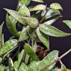Hoya Lyi Noid - Etsy
