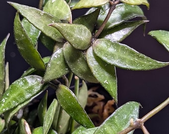 Hoya Lacunosa Poonsak Rare Small Leaf Houseplant - Etsy