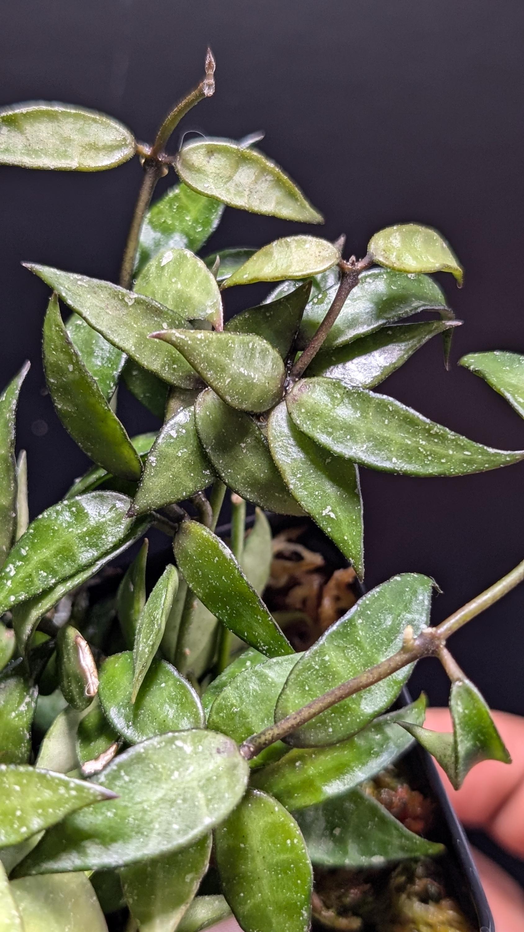 Hoya Lacunosa Poonsak | Established Starter Plant | Highly