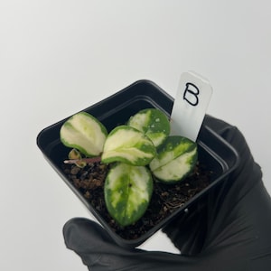 Plant B