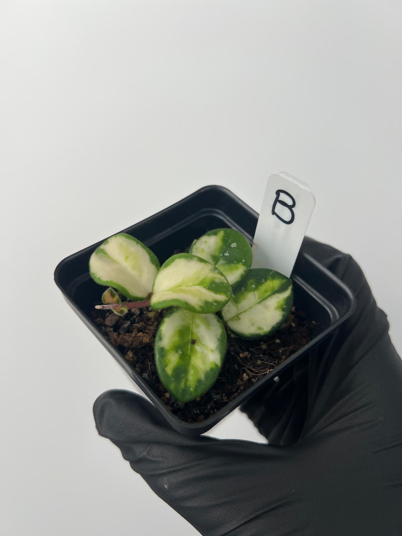 Plant B