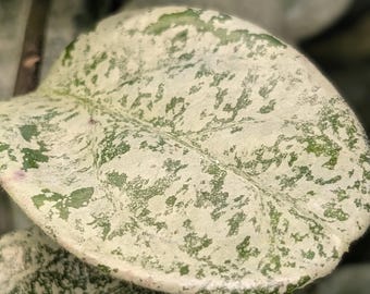 Hoya carnosa Nova Ghost | Rooted Cutting | Rare Ghostly White/Mint Leaves