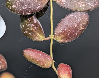 Extremely Rare HOYA 'NOONA' PINK / Live Plant Arrival Guarantee