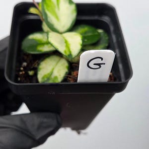 Plant G