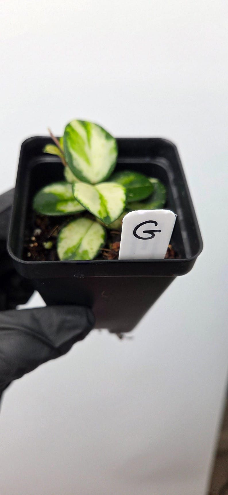 Plant G
