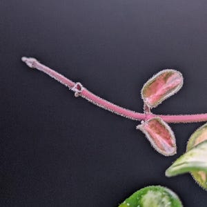 May include: A trailing plant stem with fine, light-colored hairs along its length. The stem is pinkish-red and features small, oval-shaped leaves that are variegated with shades of pink, green, and cream. The leaves have a fuzzy texture.