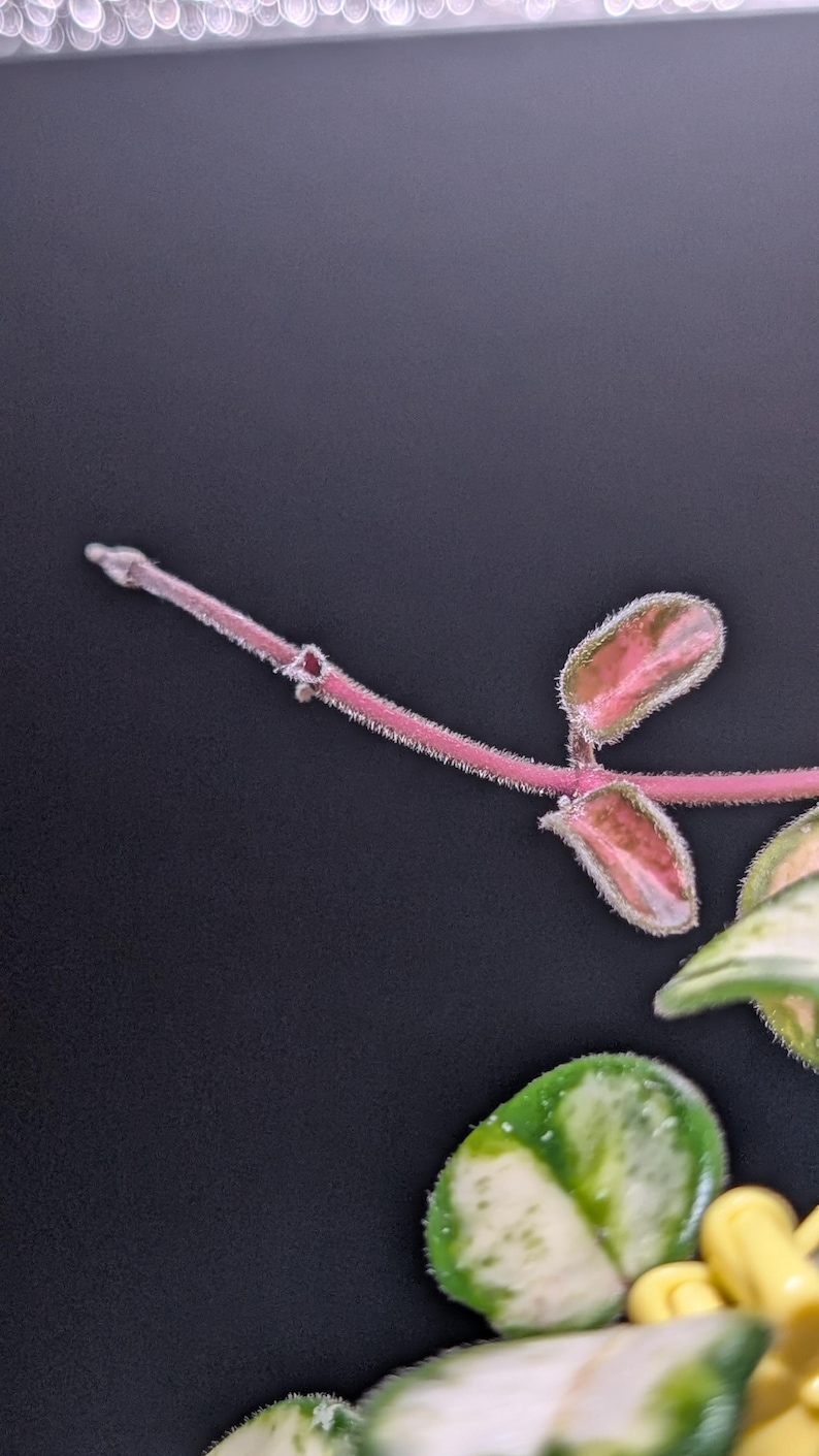 May include: A trailing plant stem with fine, light-colored hairs along its length. The stem is pinkish-red and features small, oval-shaped leaves that are variegated with shades of pink, green, and cream. The leaves have a fuzzy texture.