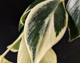 Hoya Polyneura Albomarginata | Outer Variegated Fishtail Hoya | Established Starter Plant