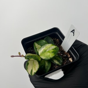 Plant A