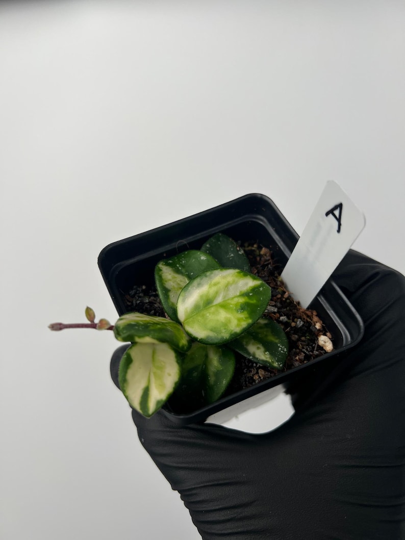 Plant A