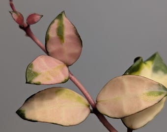 Hoya Lacunosa Minara | Variegated | Rare Collector Hoya Plant